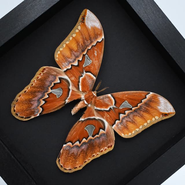 Real GIANT Saturn moth framed taxidermy - Rothschildia triloba