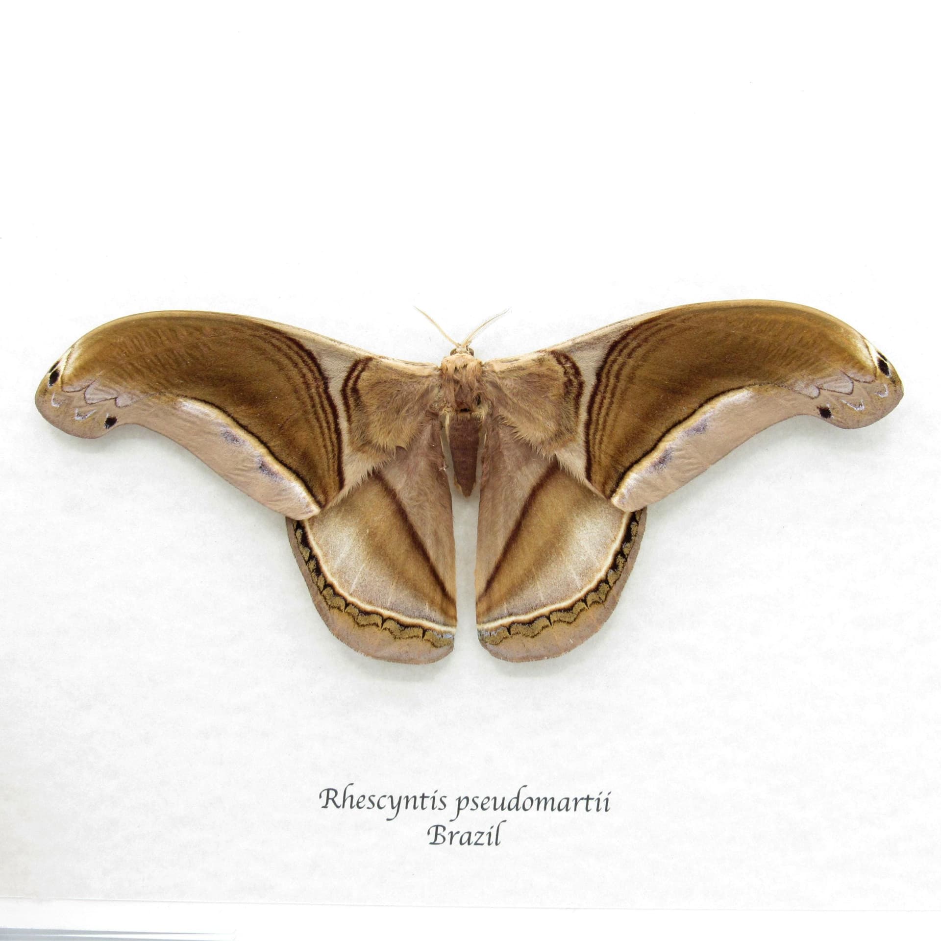 GIANT real Saturn moth framed taxidermy - Rhescyntis pseudomartii - Victorian mount