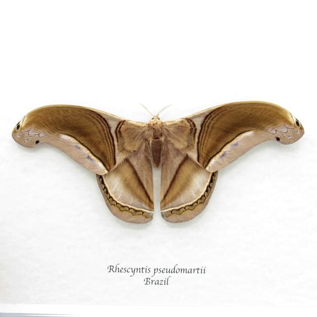 GIANT real Saturn moth framed taxidermy - Rhescyntis pseudomartii - Victorian mount