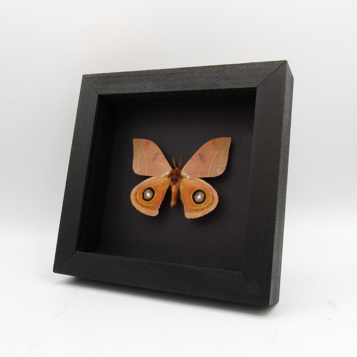 Real Desert Saturn moth framed taxidermy - Automeris randa
