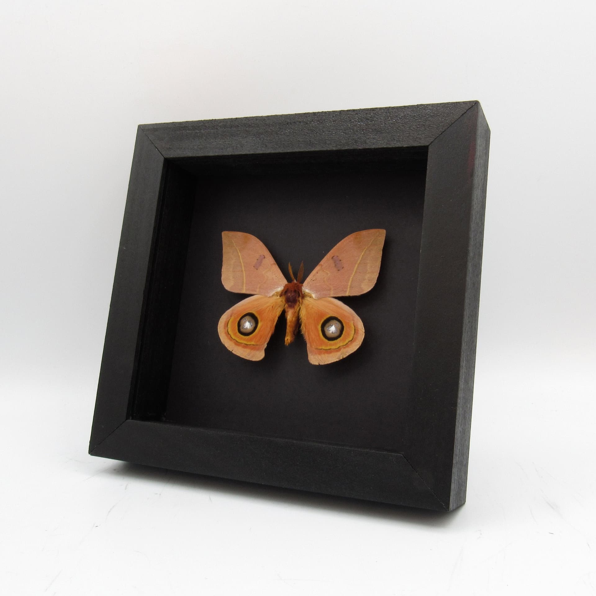 Real Desert Saturn moth framed taxidermy - Automeris randa