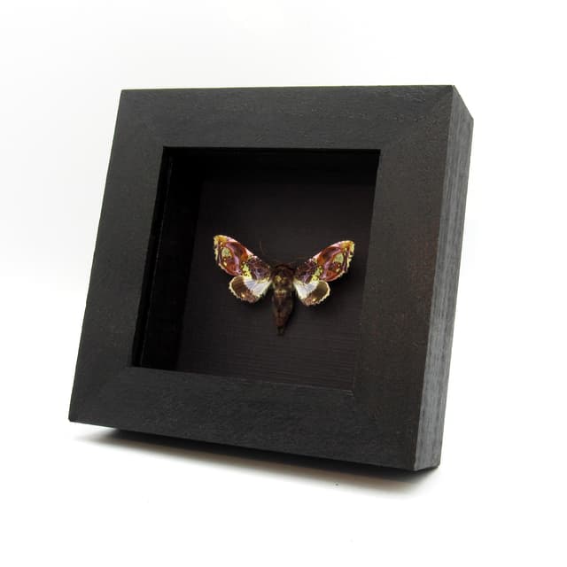 Rare purple Noctuid moth framed taxidermy - Caligatus venustissima - female