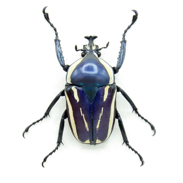 Real Scarab beetle framed taxidermy - Dicronorhina derbyana - purple form