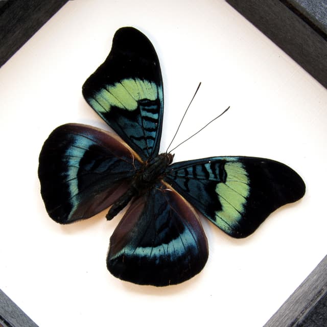 Real blue framed taxidermy butterfly - Panacea prola