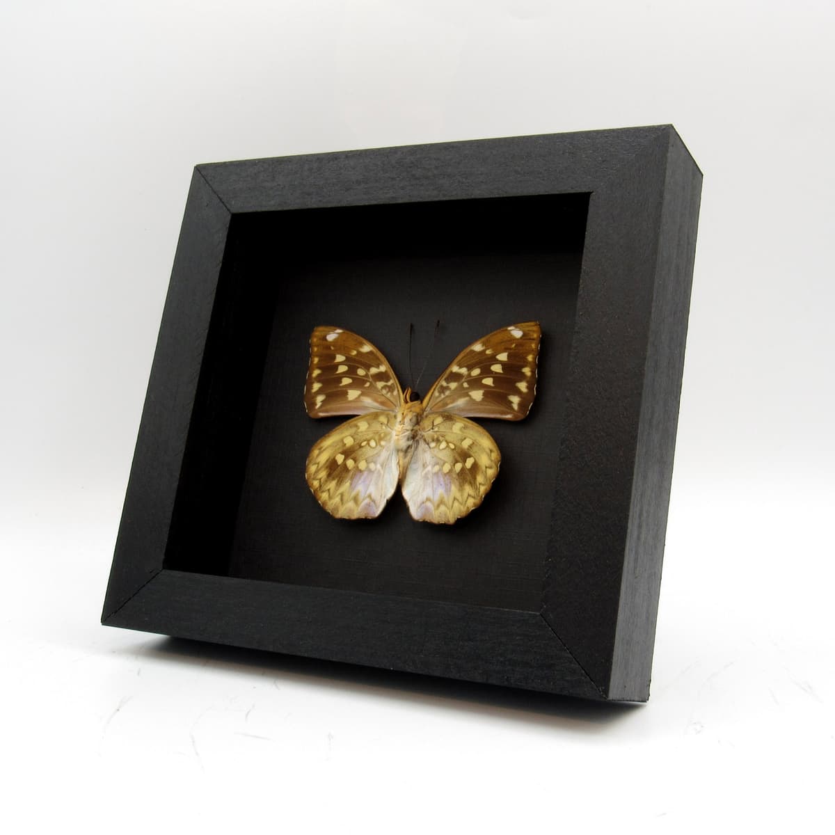 Real Dark Archduke butterfly framed - Lexias dirtea merguia - female
