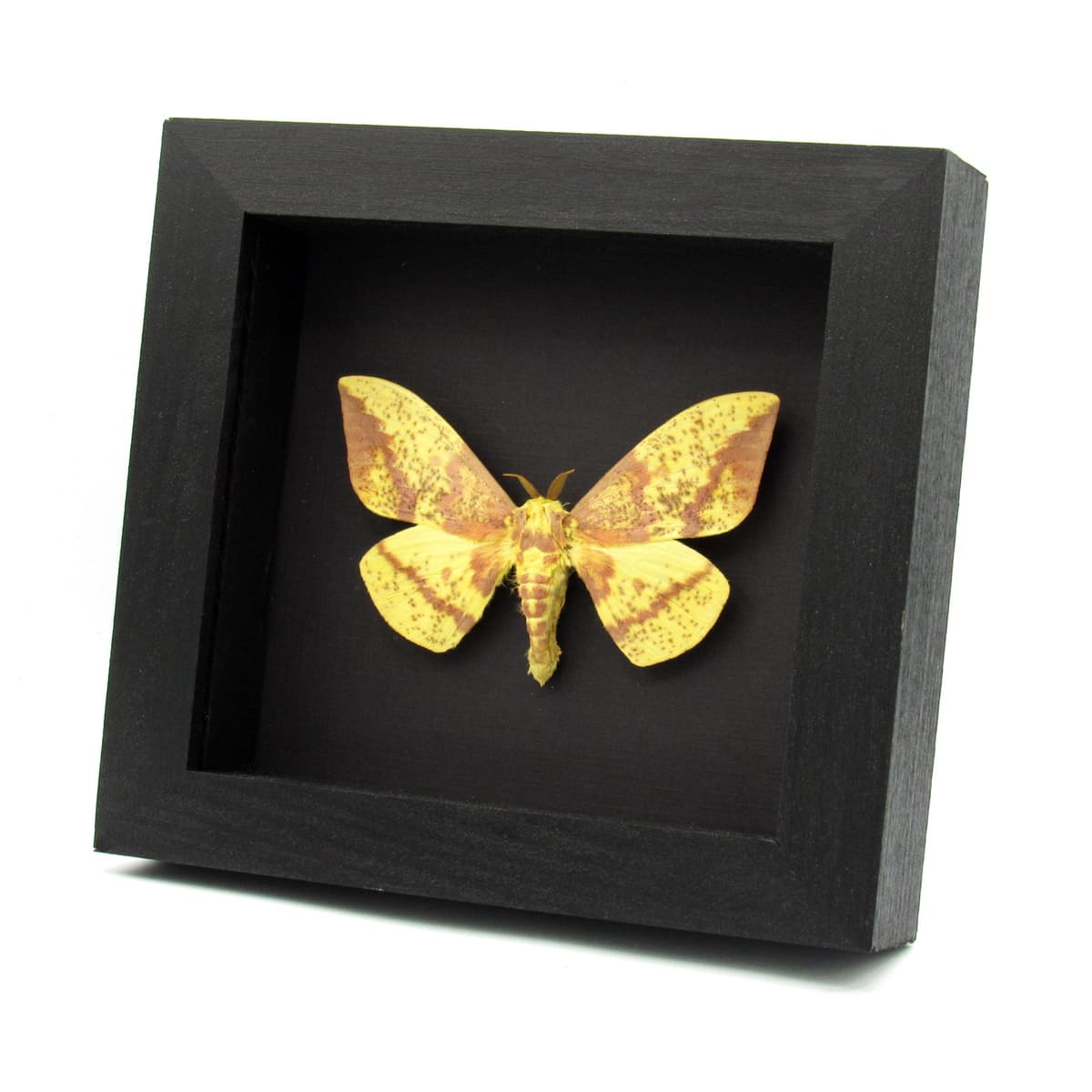 Real Imperial moth framed taxidermy - Eacles imperialis