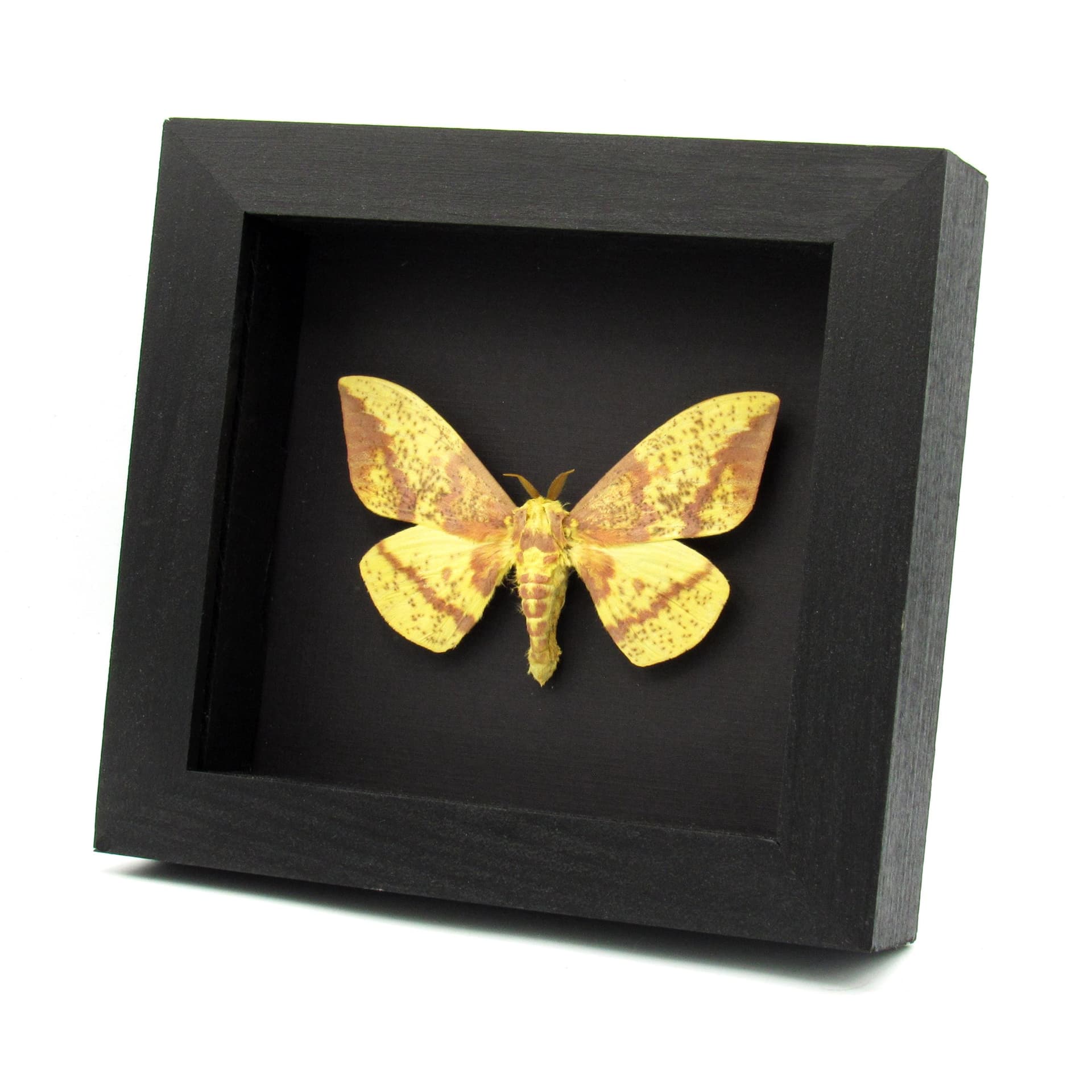 Real Imperial moth framed taxidermy - Eacles imperialis