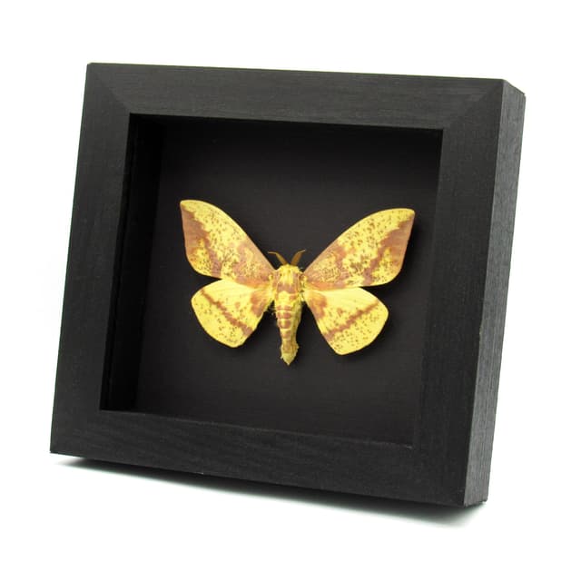 Real Imperial moth framed taxidermy - Eacles imperialis