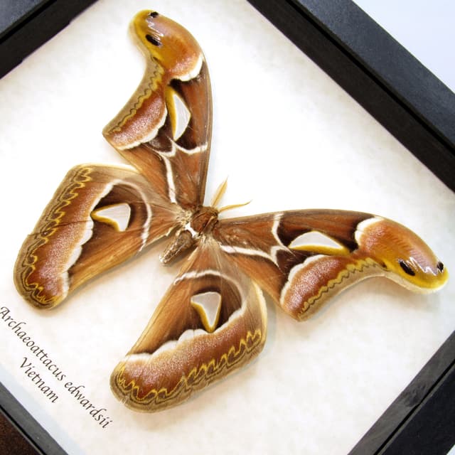 Real XL Saturn moth framed taxidermy - Archaeoattacus edwardsii