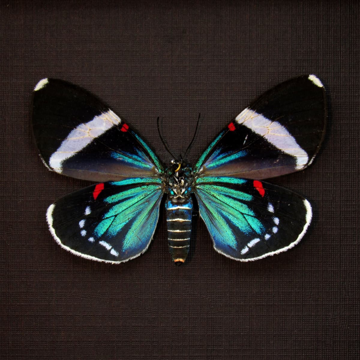 Real metallic framed moth taxidermy - Hypocrita excellens