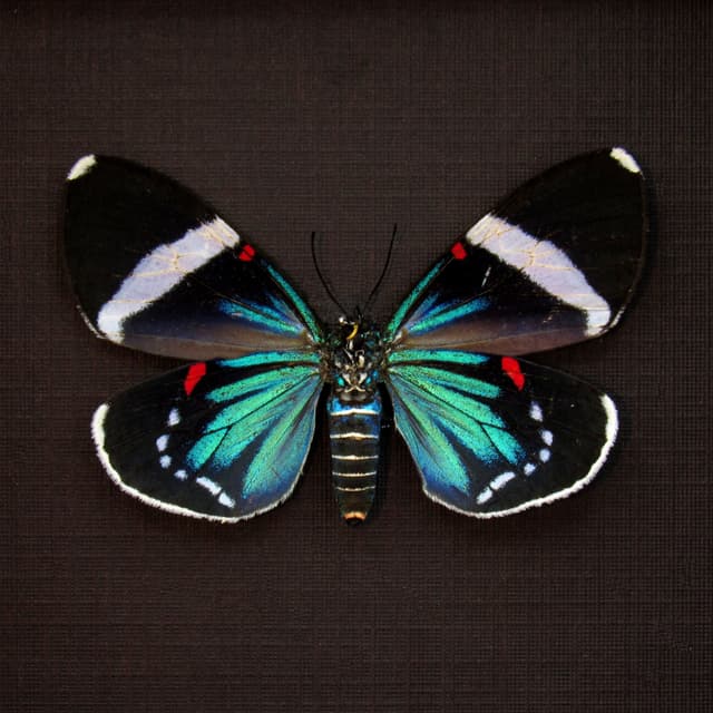 Real metallic framed moth taxidermy - Hypocrita excellens