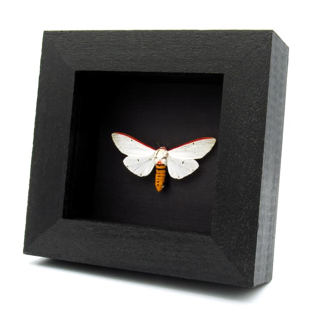 Real Red Costate Tiger moth framed specimen - Aloa lactinea