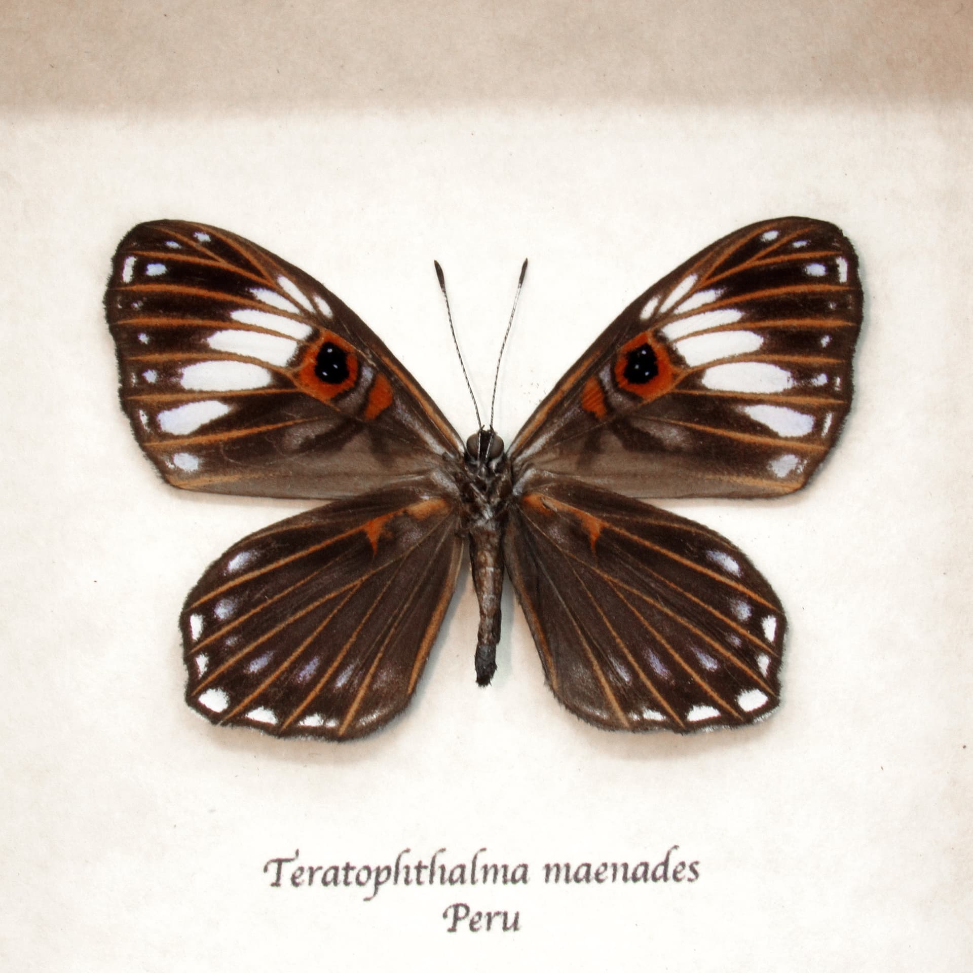 Rare Red Eyed Underleaf butterfly framed taxidermy - Teratophthalma maenades