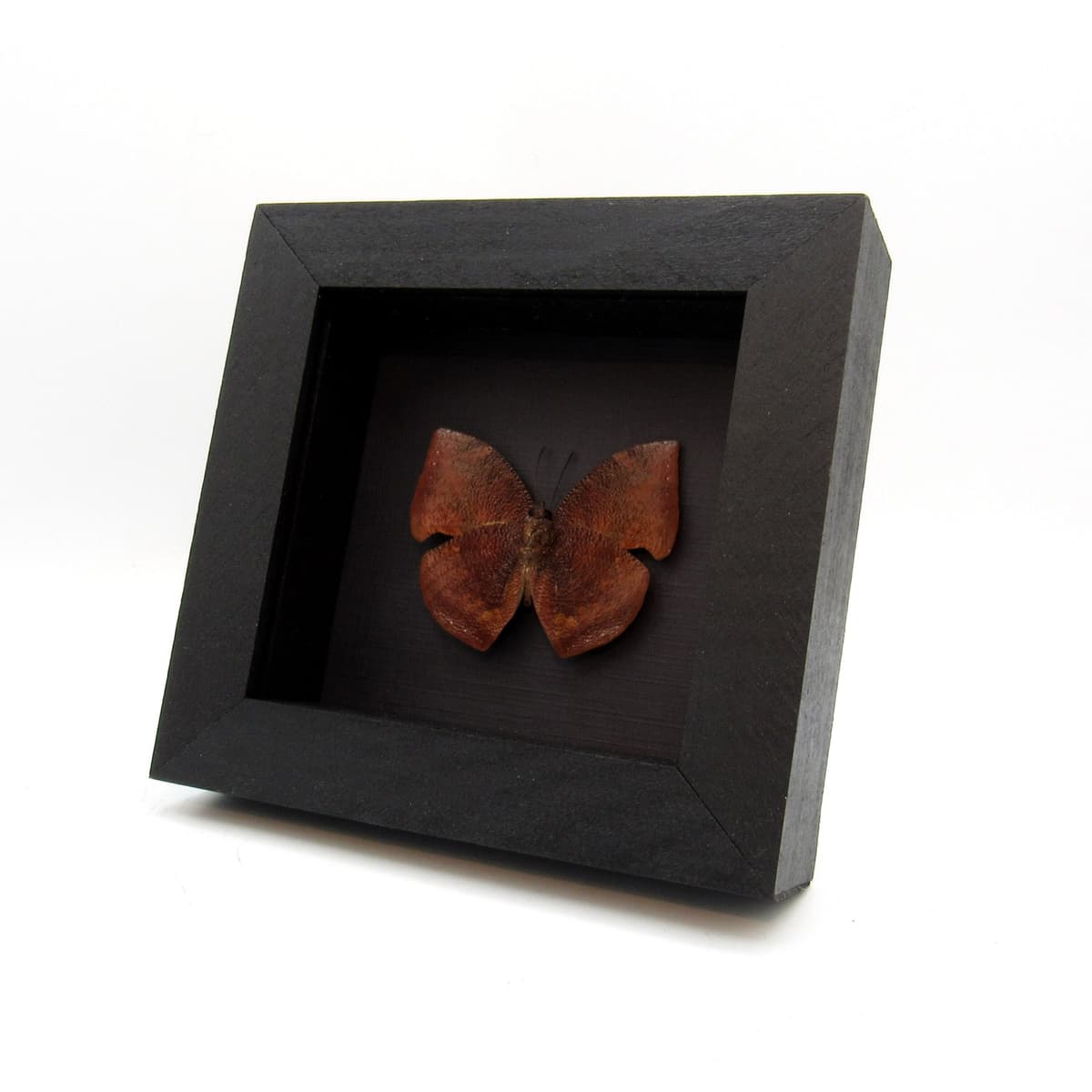 Real deep red dead leaf mimic framed butterfly taxidermy - Anaea polycarmes