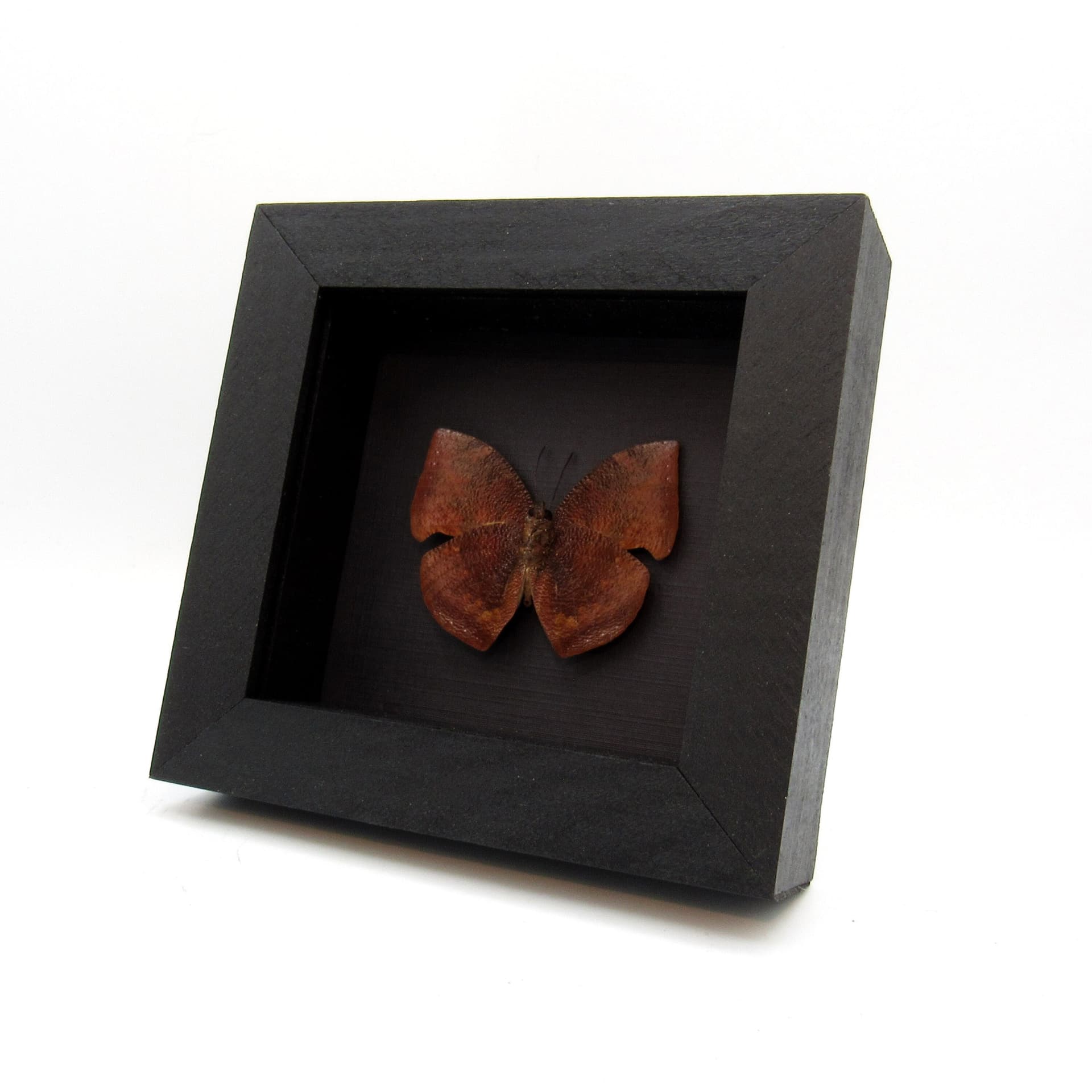 Real deep red dead leaf mimic framed butterfly taxidermy - Anaea polycarmes