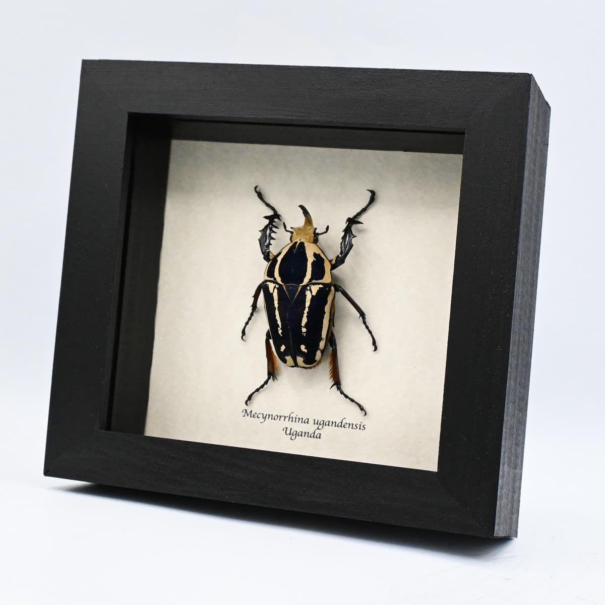 Rare deep purple Scarab beetle framed taxidermy - Mecynorrhina ugandensis
