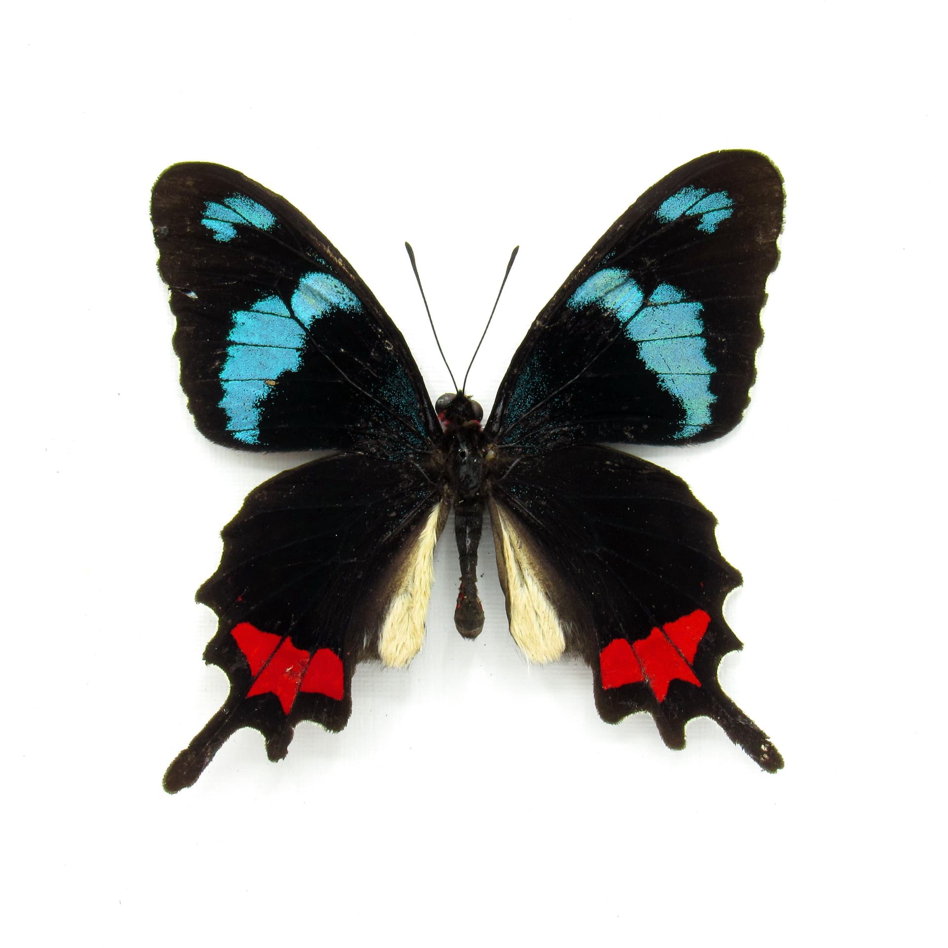 Very rare real blue Cattleheart butterfly framed taxidermy - Parides gundlachianus - minor damage
