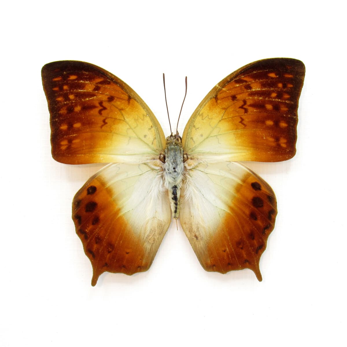 Real sunrise butterfly framed taxidermy - Charaxes fulvescens