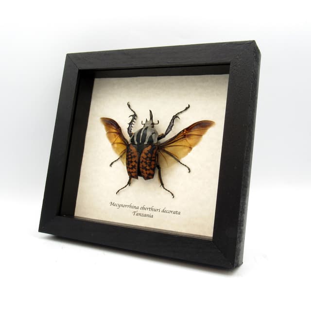 Real Giant Flower beetle framed taxidermy - Mecynorhina oberthuri decorata