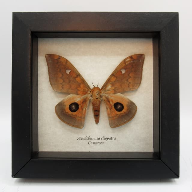 Rare Saturn moth framed taxidermy - Pseudobunaea cleopatra - female