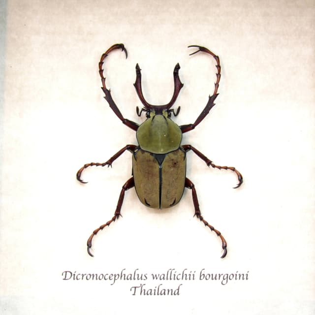 Real Stag beetle framed taxidermy - Dicranocephalus wallichii bourgoini