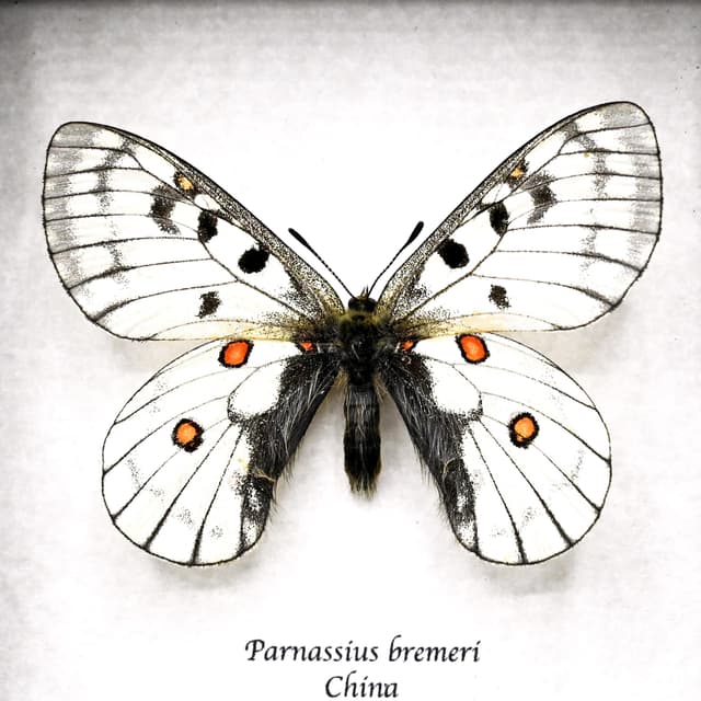 Real White Apollo butterfly framed specimen - Parnassius bremeri