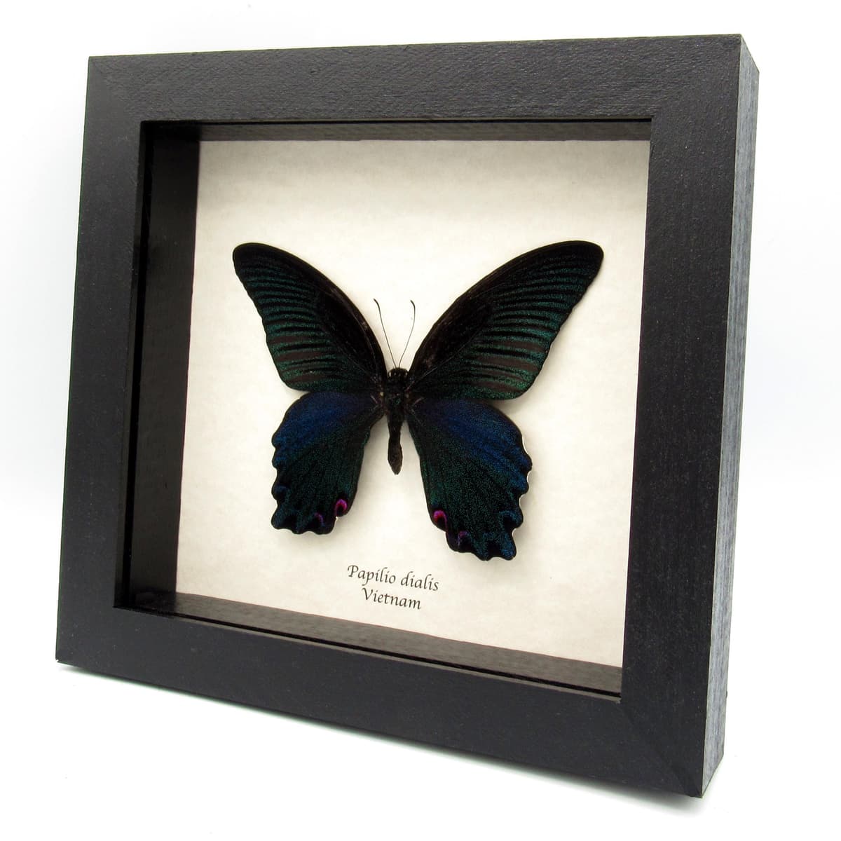Real Giant Peacock Swallowtail butterfly framed taxidermy - Papilio dialis
