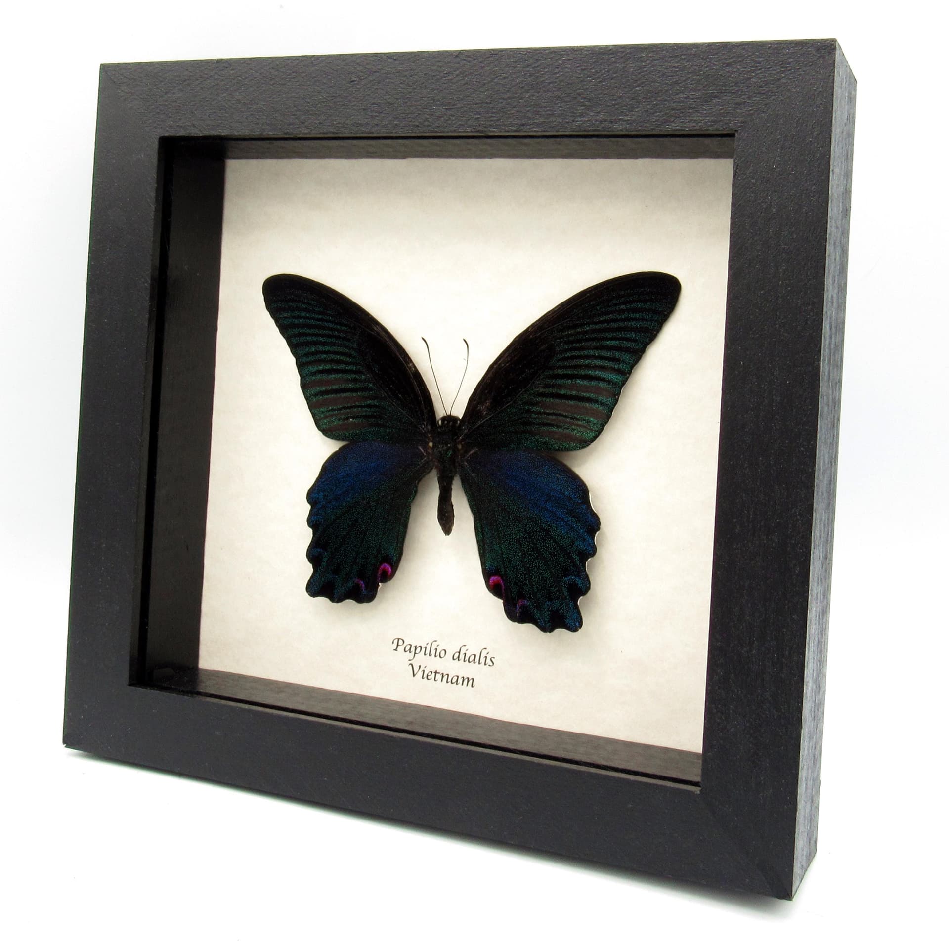 Real Giant Peacock Swallowtail butterfly framed taxidermy - Papilio dialis