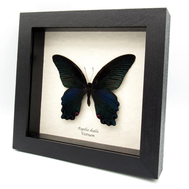 Real Giant Peacock Swallowtail butterfly framed taxidermy - Papilio dialis