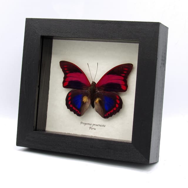 Rare Fuchsia Brush-footed butterfly framed taxidermy - Prepona praeneste - minor damage/repair
