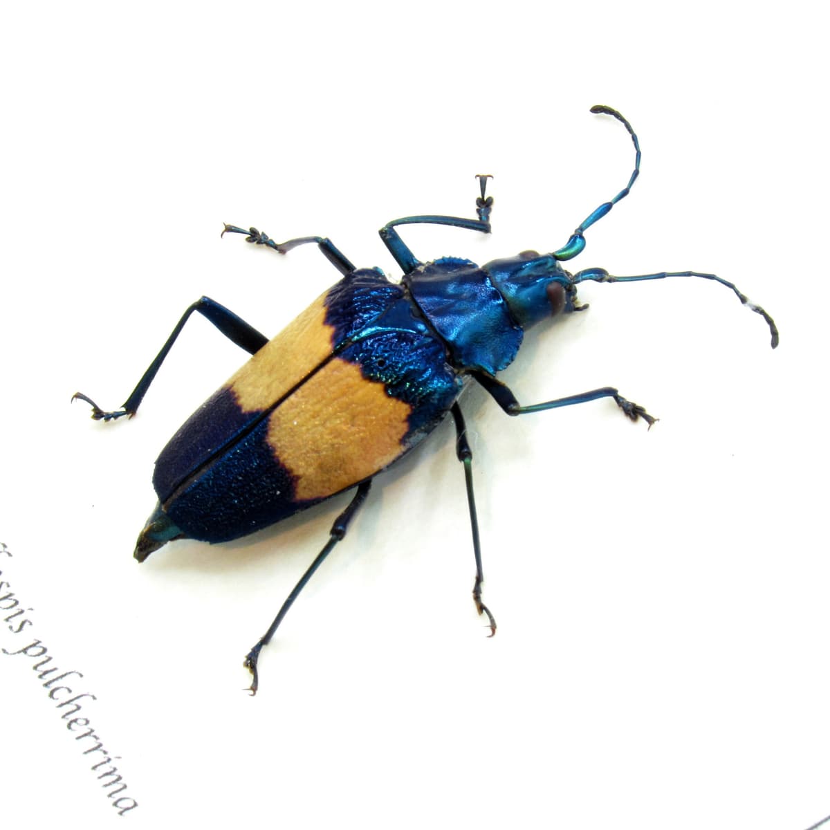 Rare blue Longhorn beetle framed taxidermy - Charmallaspis pulcherrima