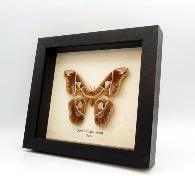 Real Saturn moth framed taxidermy - Rothschildia cincta - large female