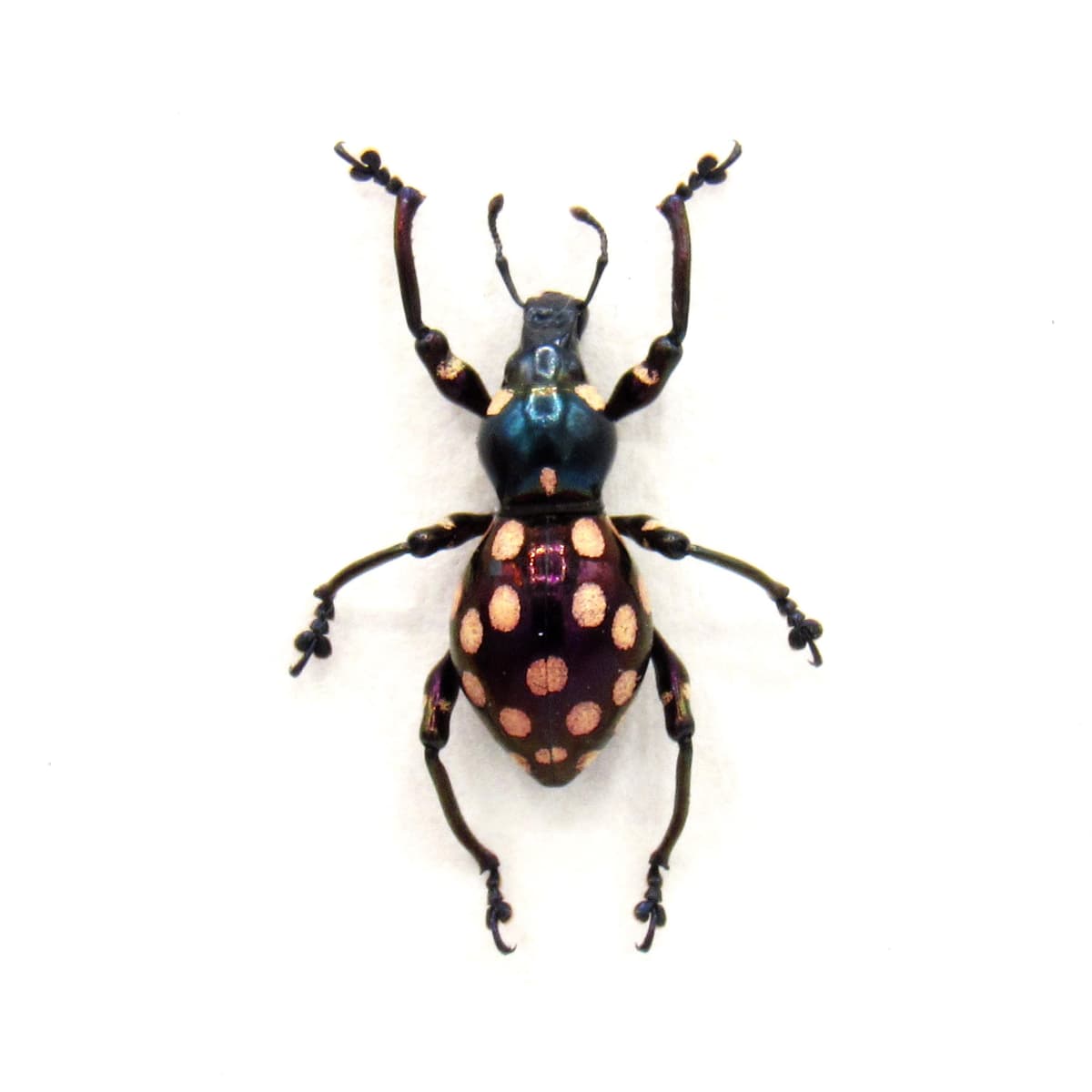 Rare iridescent weevil beetle framed specimen - Pachyrhynchus chlorites - large female