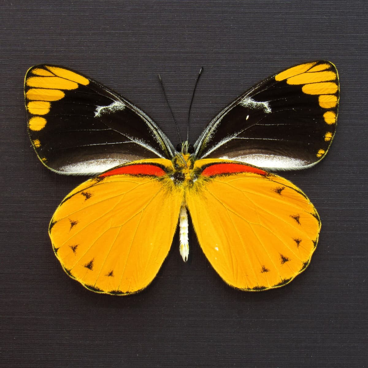 Real large yellow Delias butterfly framed taxidermy - Delias splendida