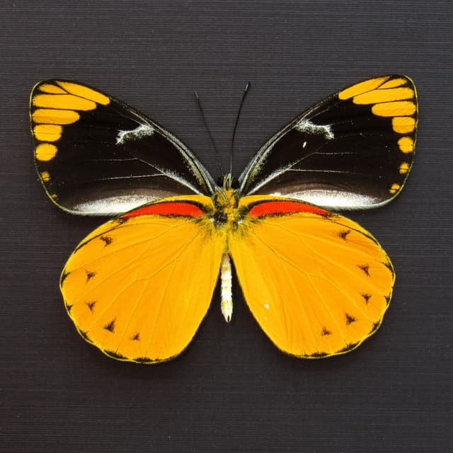 Real large yellow Delias butterfly framed taxidermy - Delias splendida