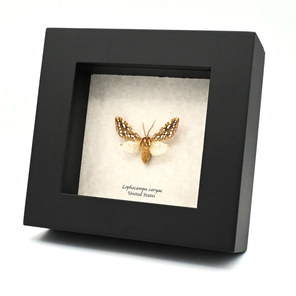 Tiny Hickory Tiger moth framed - Lophocampa caryae