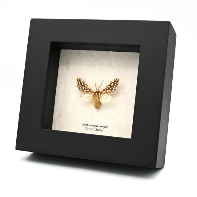 Tiny Hickory Tiger moth framed - Lophocampa caryae