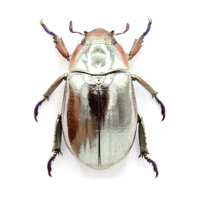Rare silver Jewel beetle framed taxidermy - Chrysina chrysargyrea