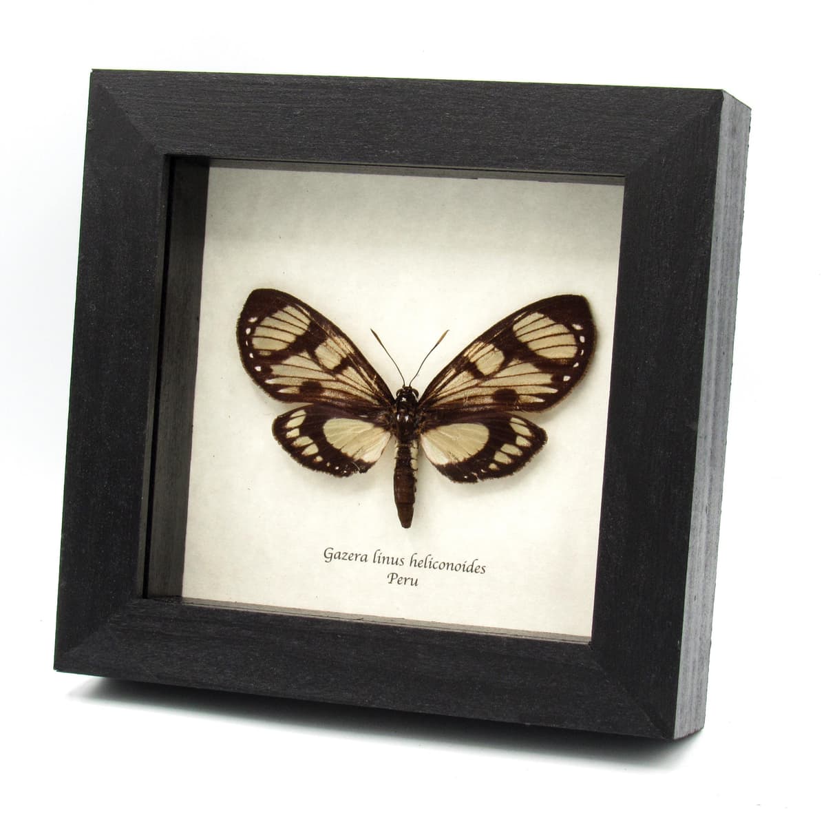Rare Castnia moth framed taxidermy - Gazera linus heliconoides