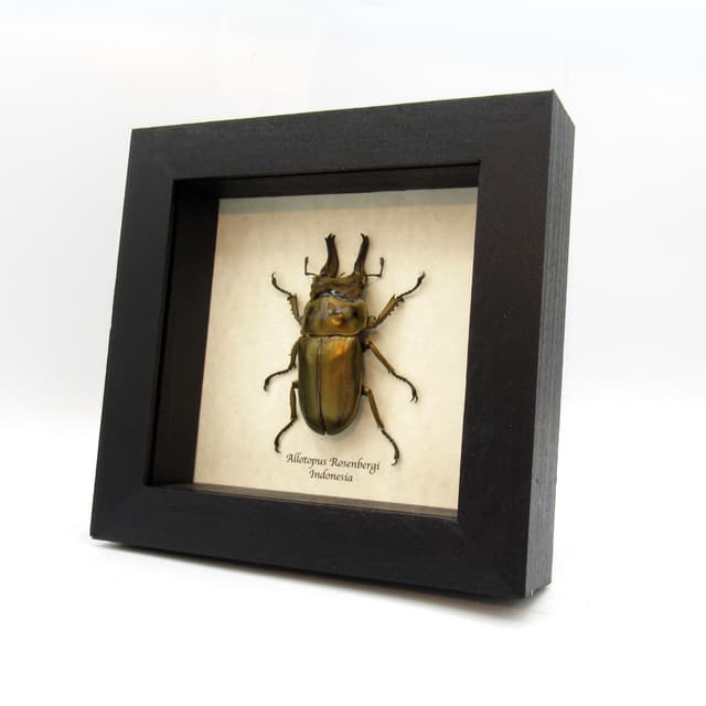 Real Bronze Devil Stag beetle framed taxidermy - Allotopus Rosenbergi - XL