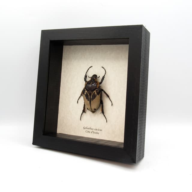 Rare Chief Goliath beetle framed taxidermy - Goliathus cacicus - large female