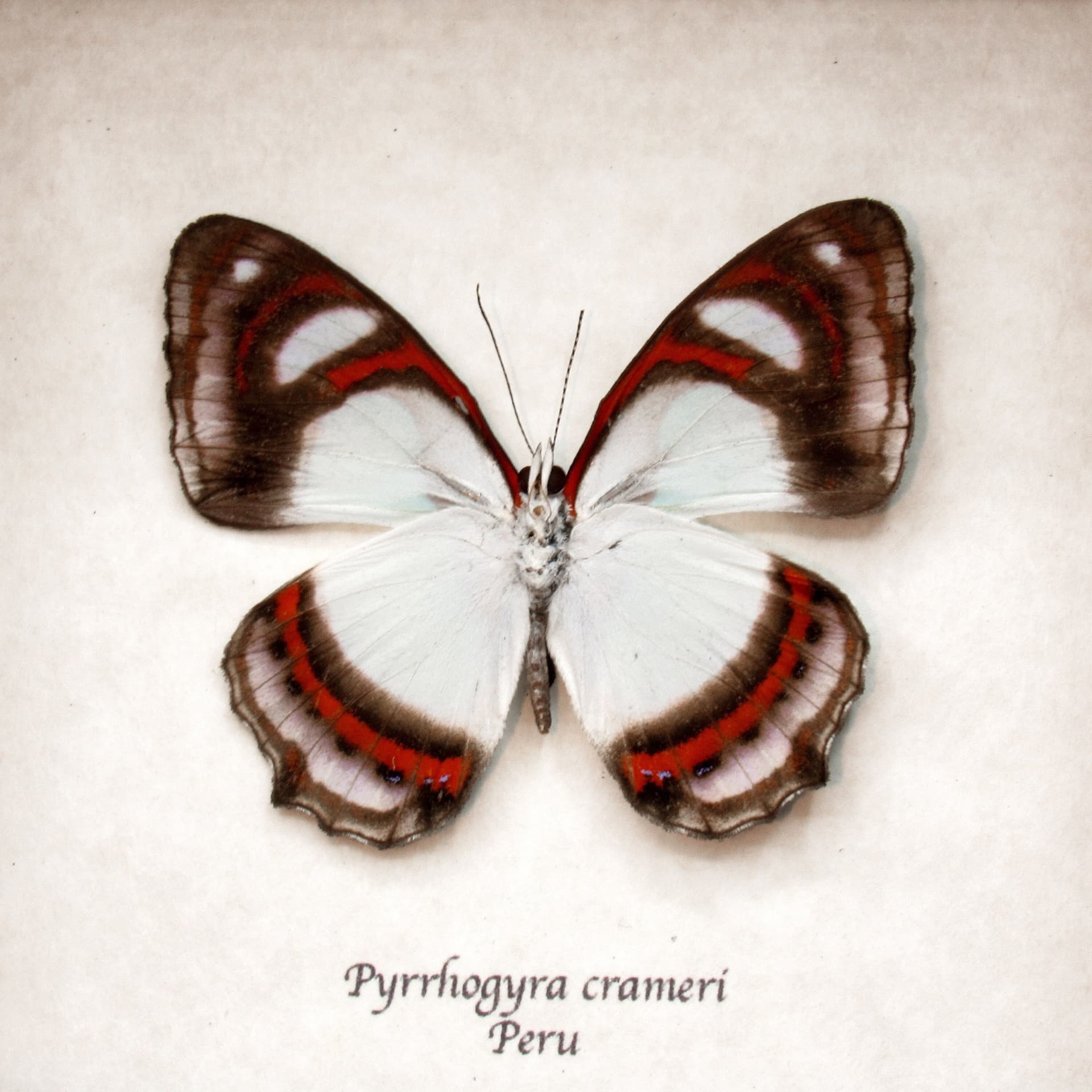 Real pale mint green butterfly framed taxidermy - Pyrrhogyra crameri