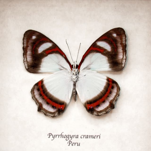 Real pale mint green butterfly framed taxidermy - Pyrrhogyra crameri