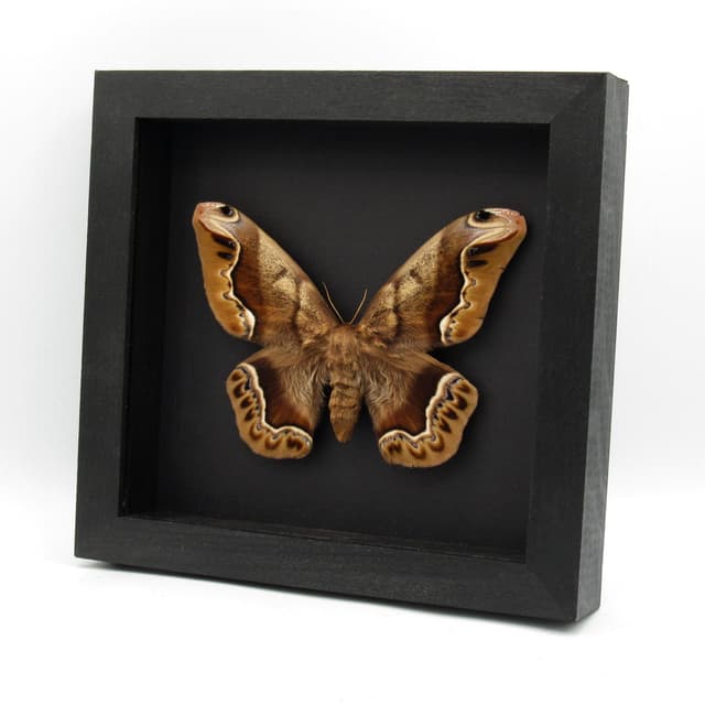Massive rare furry Saturn moth framed taxidermy - Arsenura biandulata - minor repair