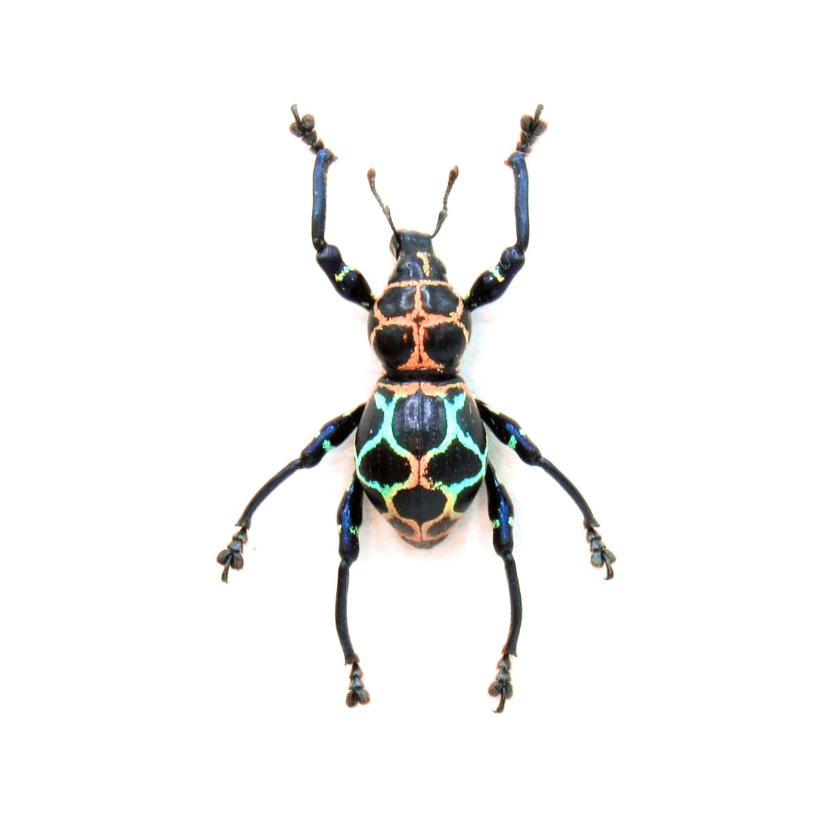 WEEVIL MANIA!  Rare rainbow beetle framed taxidermy - Pachyrhynchus cabrasae - female