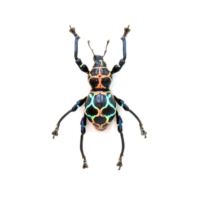 WEEVIL MANIA!  Rare rainbow beetle framed taxidermy - Pachyrhynchus cabrasae - female