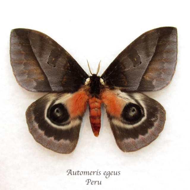 Stunning real Giant Saturn moth framed taxidermy - Automeris egeus