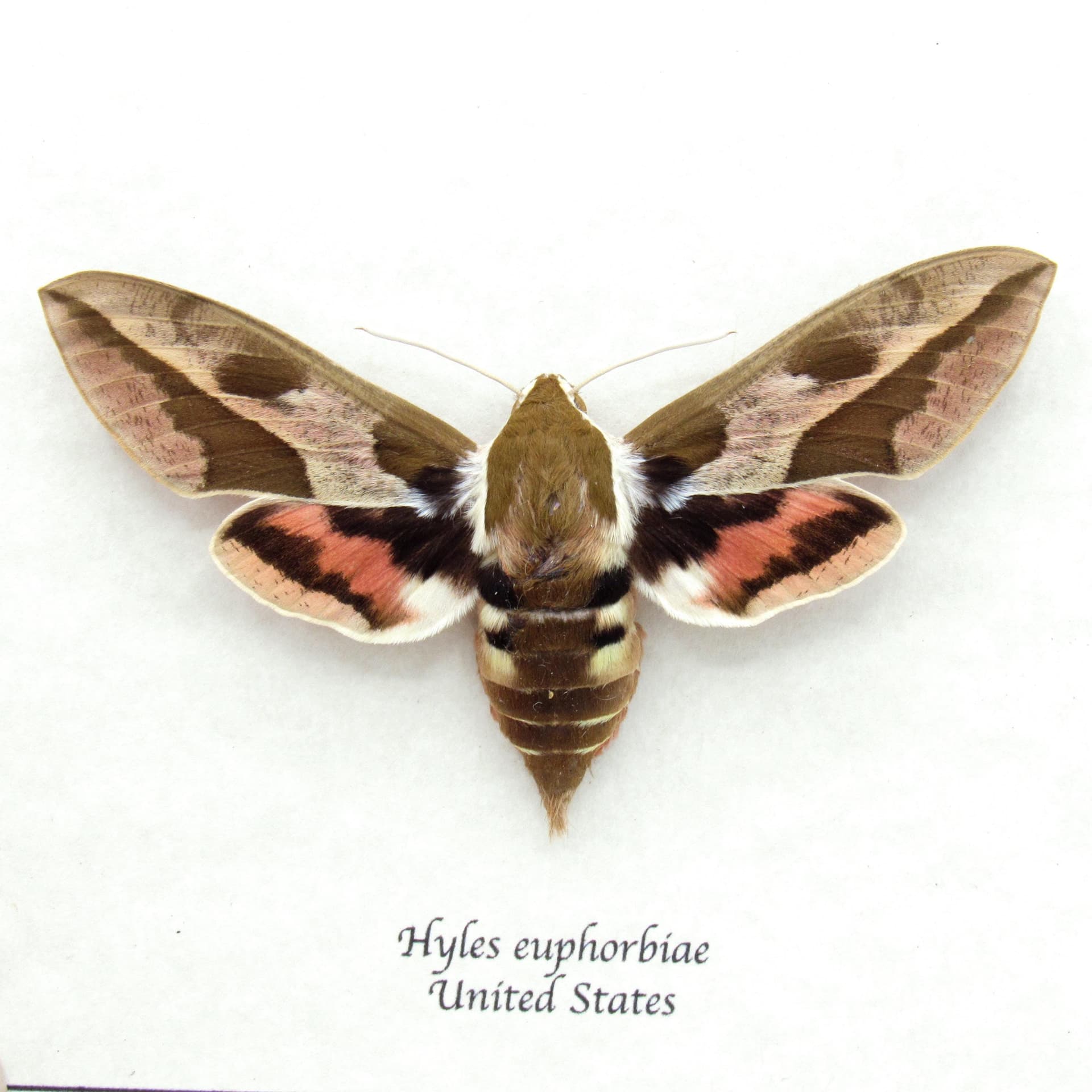Real Spurge Hawk-moth framed taxidermy - Hyles euphorbiae