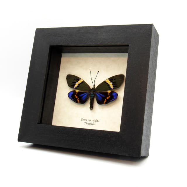 Real metallic day moth framed taxidermy - Eterusia repleta