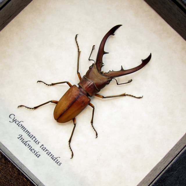 Real Stag beetle framed taxidermy - Cyclommatus tarandus